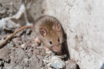 Rats souris Maubeuge